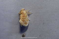 Narosa velutina