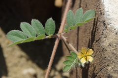 Kallstroemia parviflora