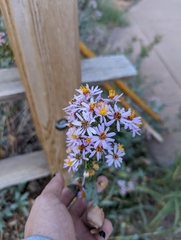 Symphyotrichum ascendens
