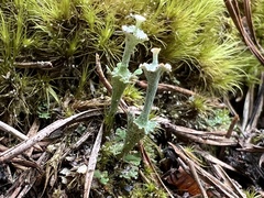 Cladonia verticillata