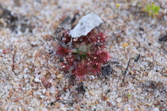 Drosera nitidula