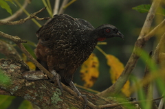 Penelope obscura