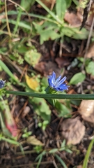 Cichorium intybus