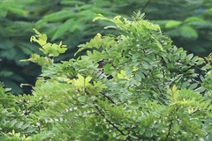 Ixobrychus flavicollis