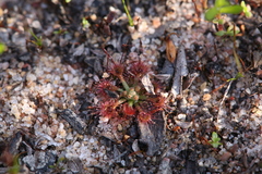 Drosera nitidula