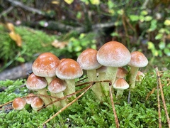 Hypholoma fasciculare