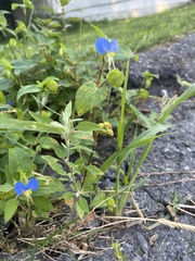 Commelina