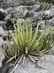 Agave lechuguilla
