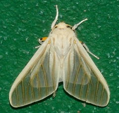 Munona