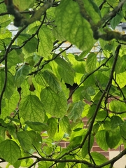 Magnoliopsida