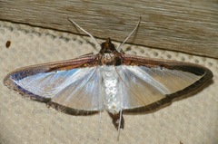 Diaphania superalis