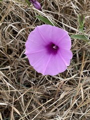 Ipomoea crassipes