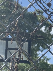 Anolis equestris