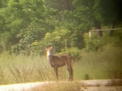 Kobus ellipsiprymnus defassa