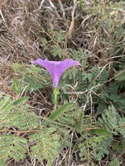 Ipomoea crassipes