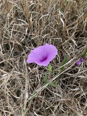 Ipomoea crassipes