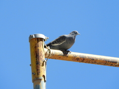 Patagioenas maculosa