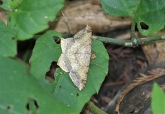 Psamatodes abydata