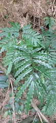 Angiopteris lygodiifolia
