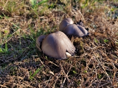 Coprinopsis atramentaria
