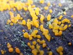 Dacrymyces stillatus