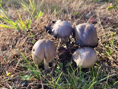Coprinopsis atramentaria