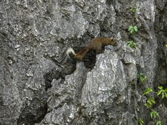 Callosciurus erythraeus