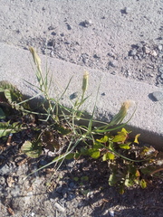 Tragopogon orientalis