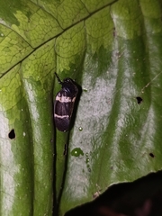 Ectemnonotum bivittatum