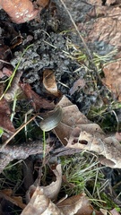 Carinarion
