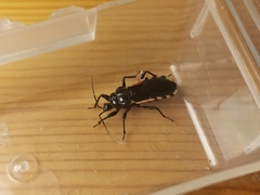 Ectrychotes andreae