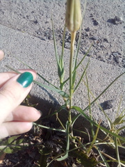 Tragopogon orientalis