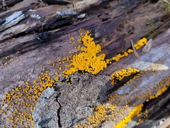 Calycina citrina