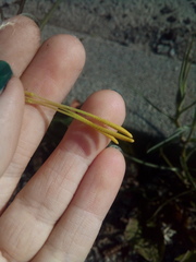 Tragopogon orientalis