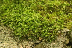 Amblystegium serpens