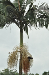 Arecaceae