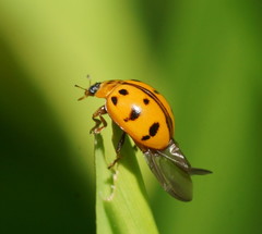 Harmonia octomaculata