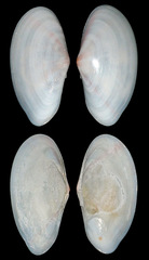 Tellinidae
