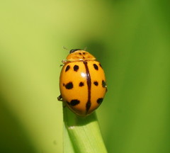 Harmonia octomaculata