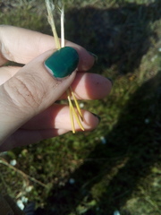 Tragopogon orientalis