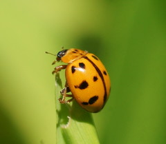 Harmonia octomaculata