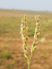 Alloteropsis semialata