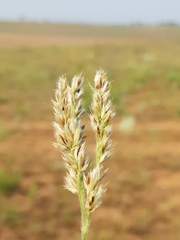 Alloteropsis semialata