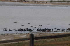 Fulica americana americana
