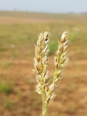 Alloteropsis semialata