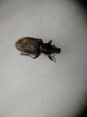 Tanymecus palliatus