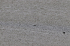 Fulica americana americana