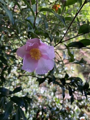 Camellia sasanqua