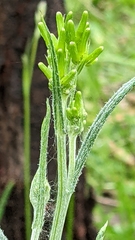 Senecio quadridentatus