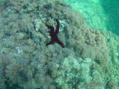 Ophidiaster ophidianus